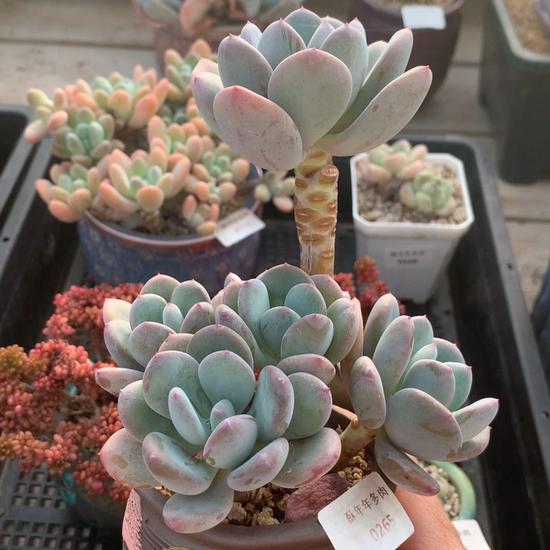 265灰姑娘多肉一颗12厘米