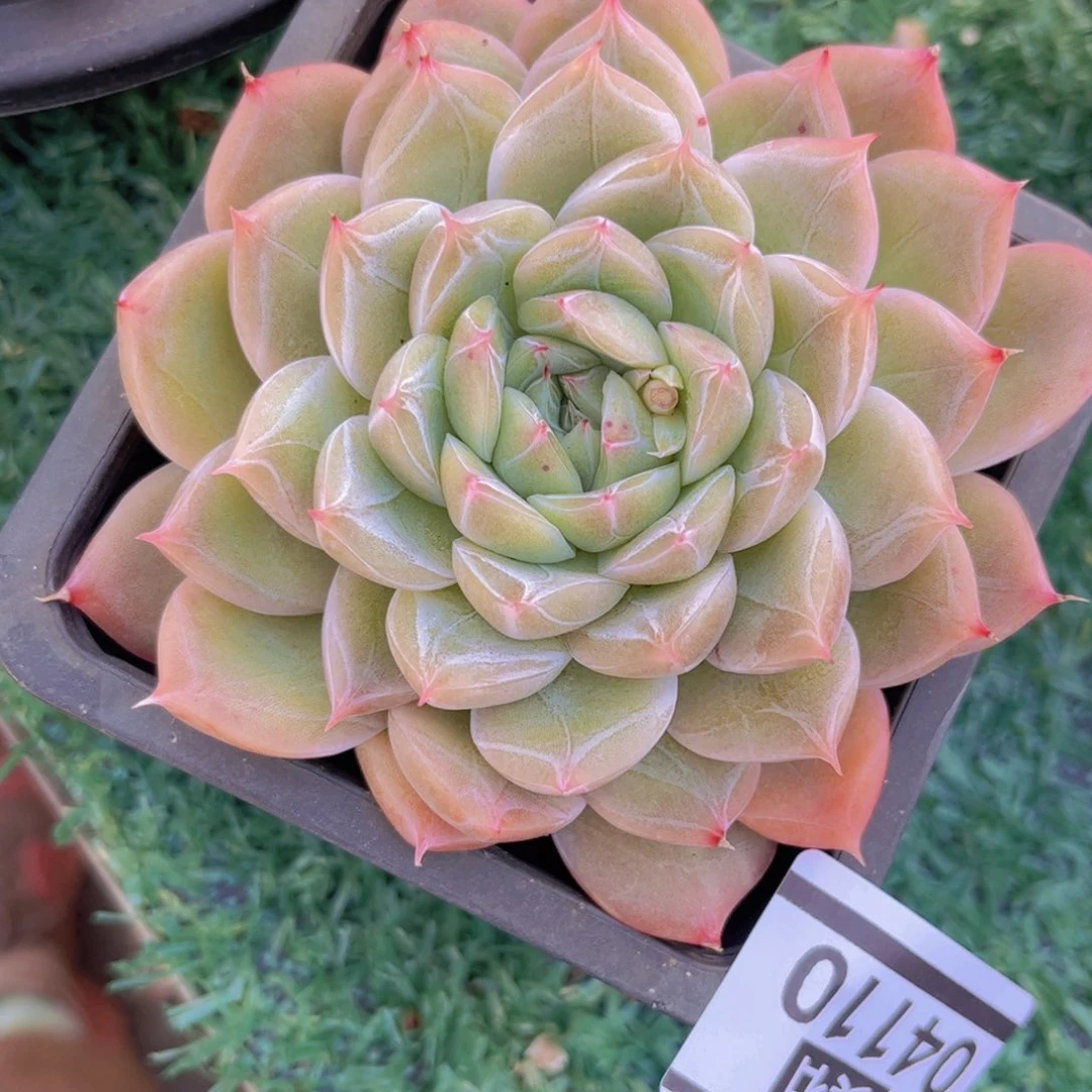 钻石珍妮04110多肉植物