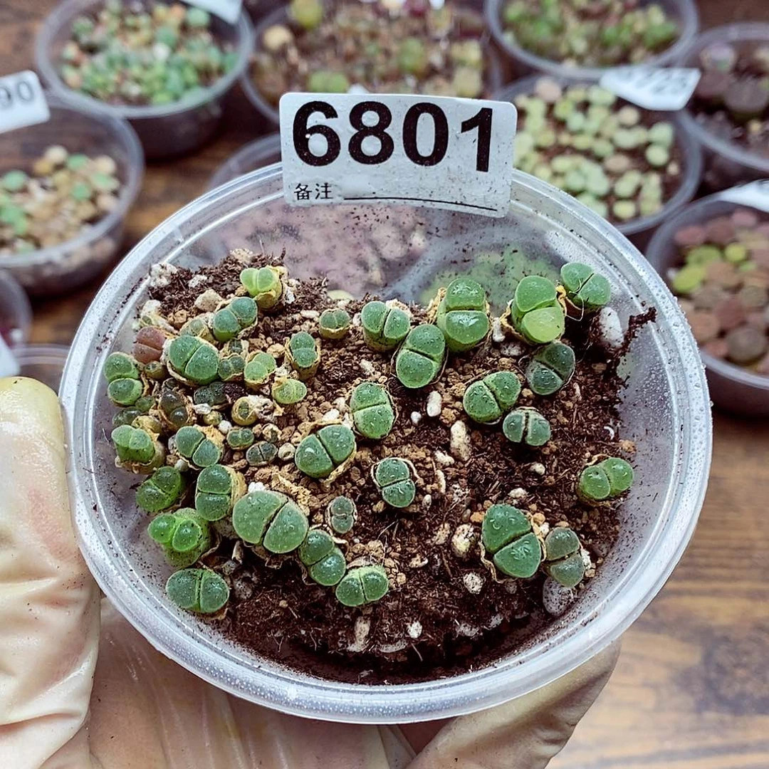 6801极窗风铃的特点