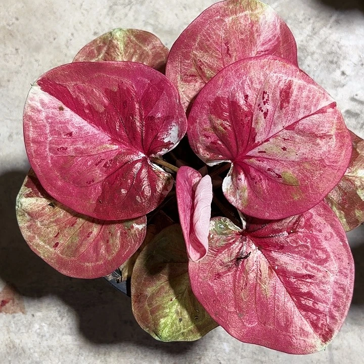 92-1005时间魔法中秋福利