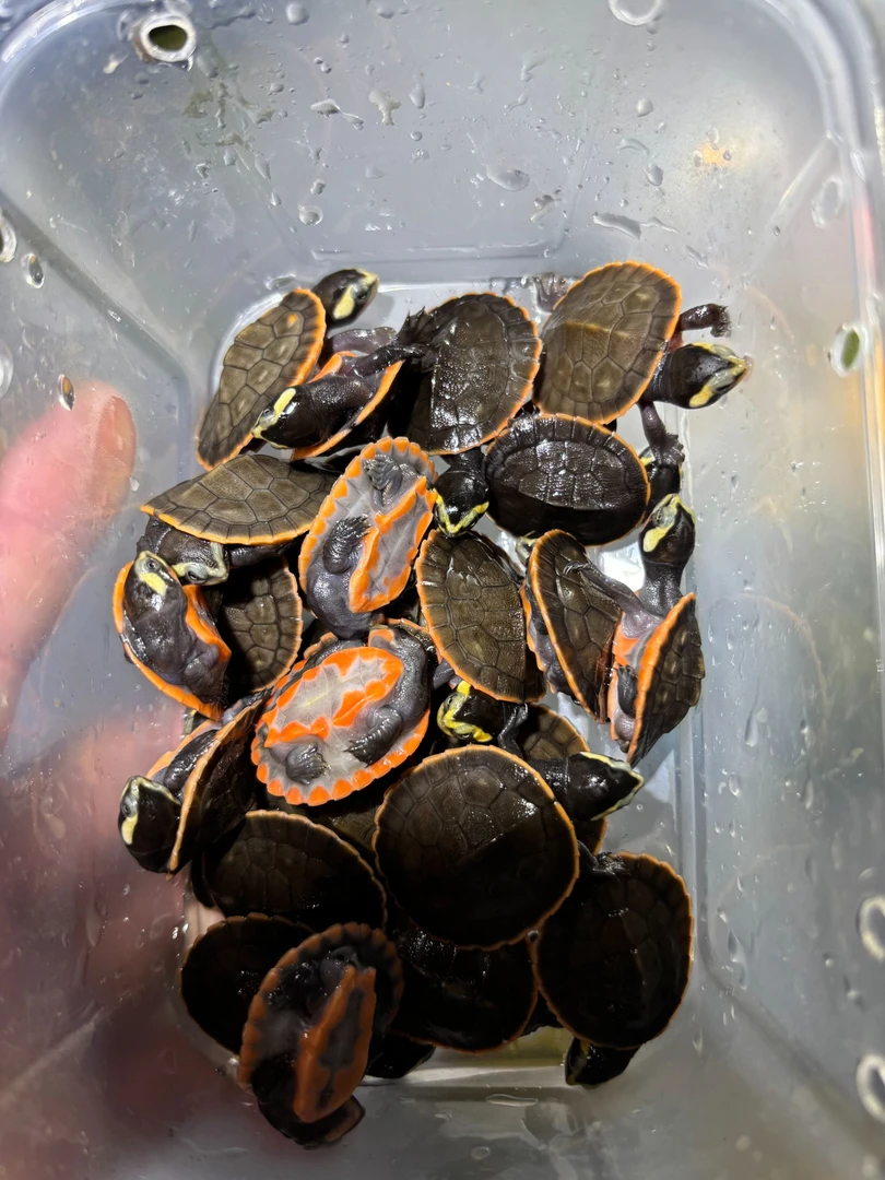 全品红底圆澳龟卡3小