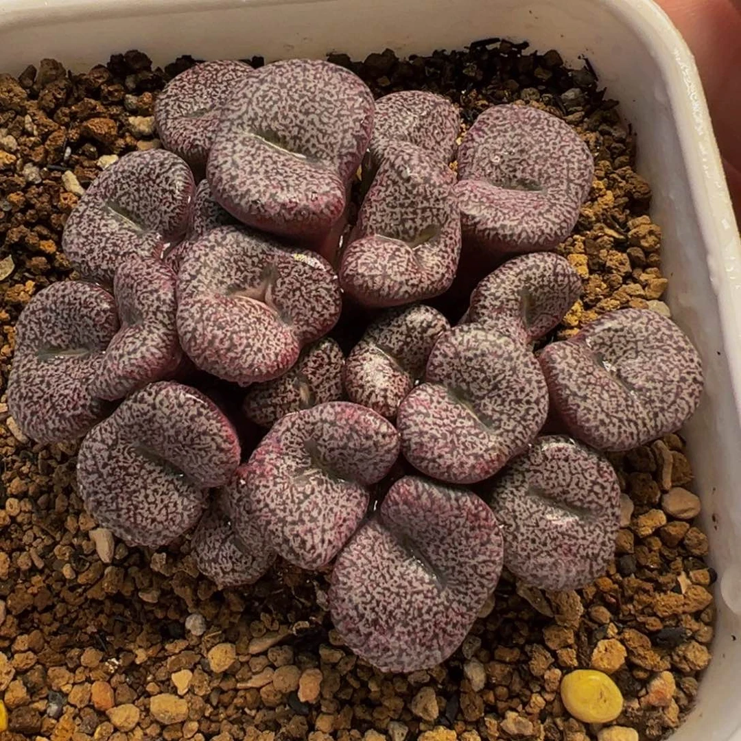 641多肉植物种类和