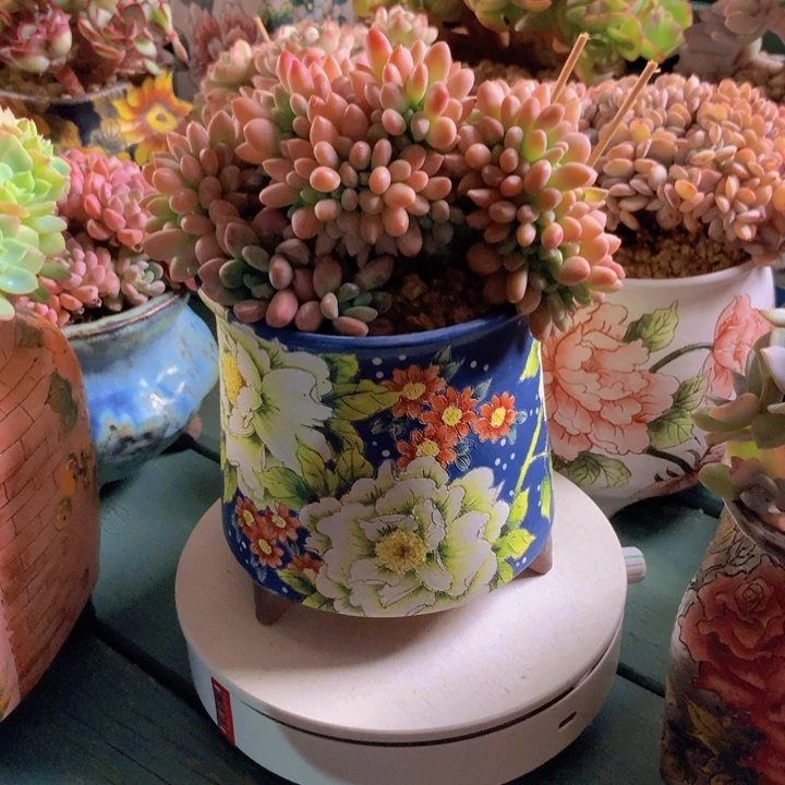 木糖醇无砍自然群老桩