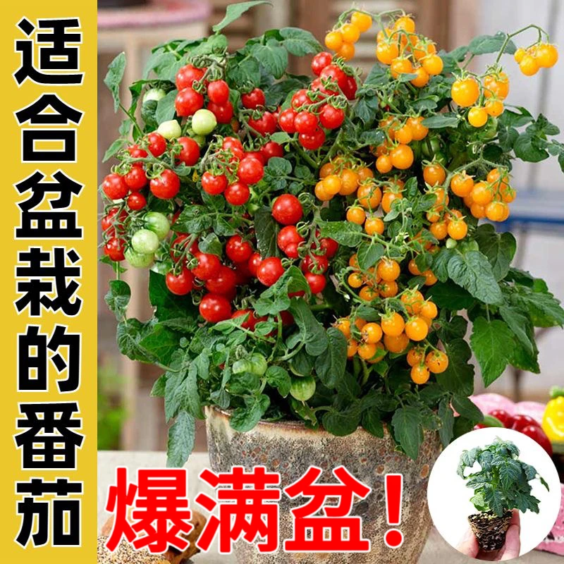 【番茄苗】盆栽矮生红黄黑番茄苗樱桃小番茄秧苗千禧圣女果四季种植