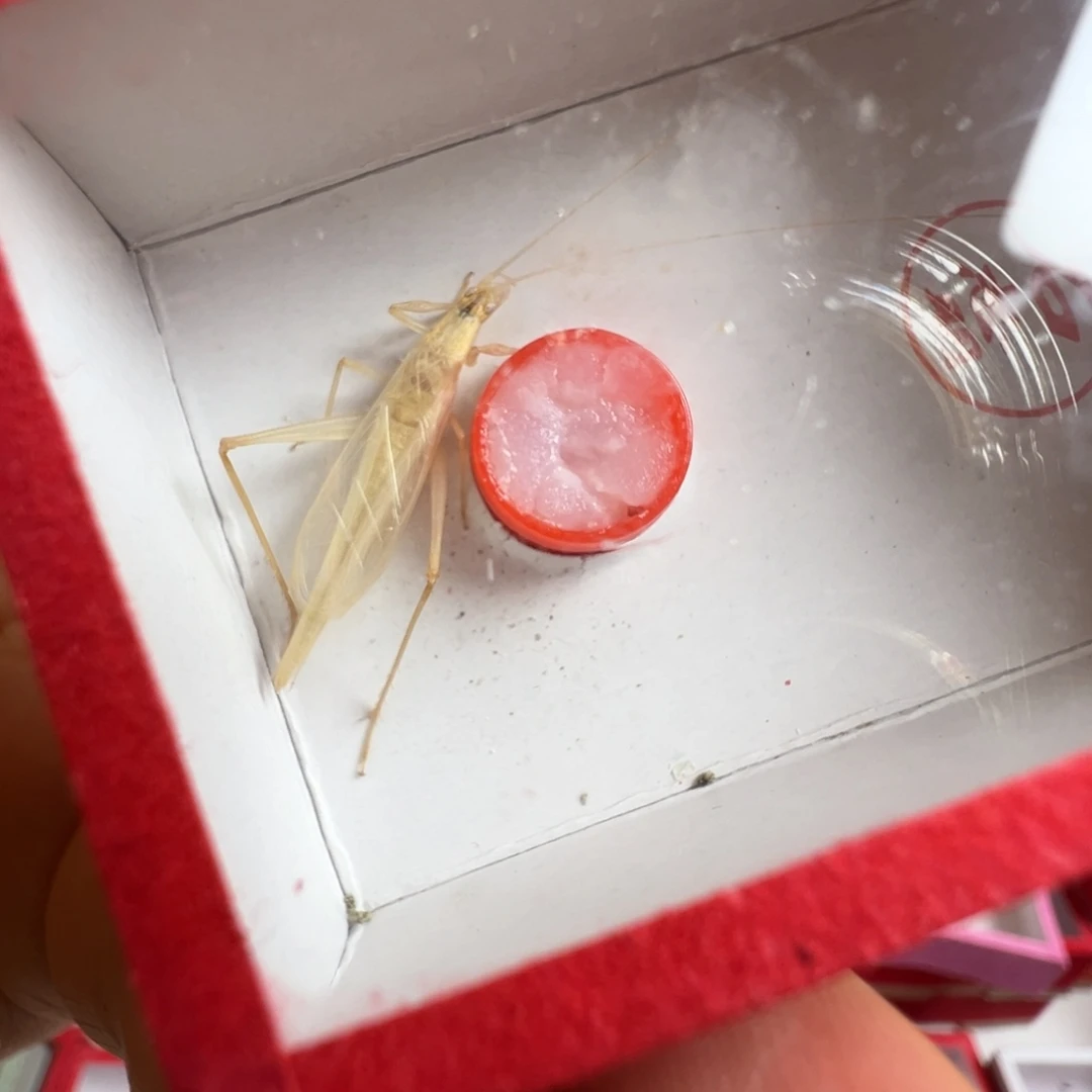 蟋蟀一只石老师杂青竹蛉