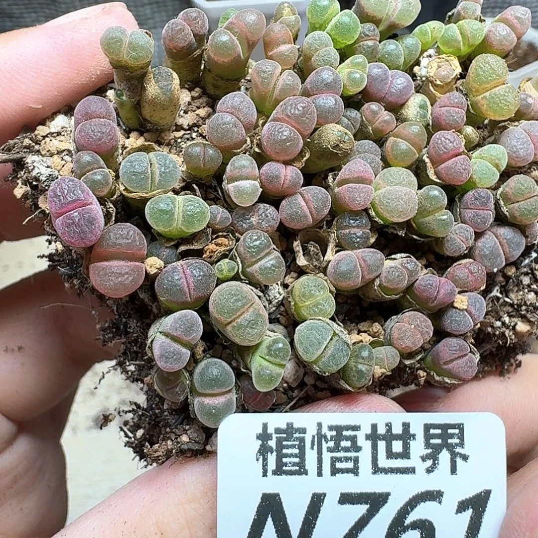 多肉植物的润泽发发