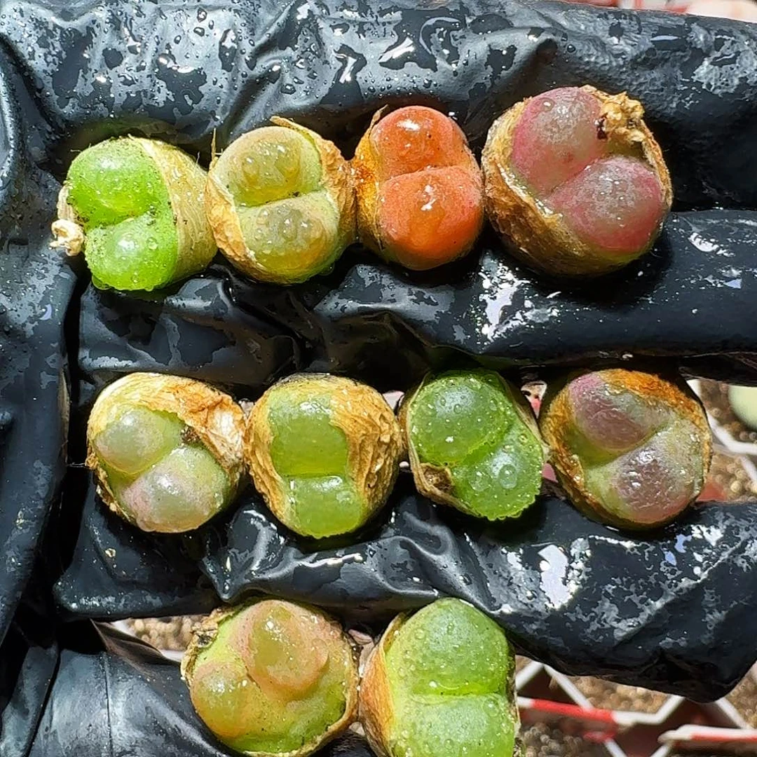 生石花等1111111。   130