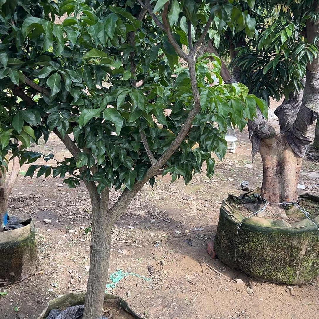 淡****完全开放果树果树2222
