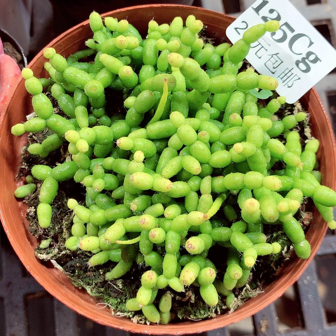 5厘米盆精控多肉125