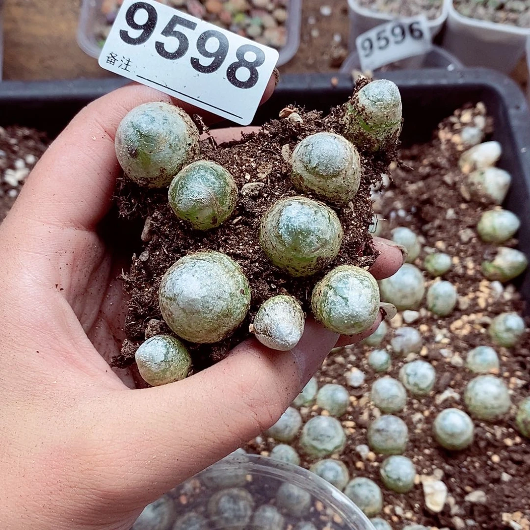 哈****9598灯泡啦啦啦啦啦