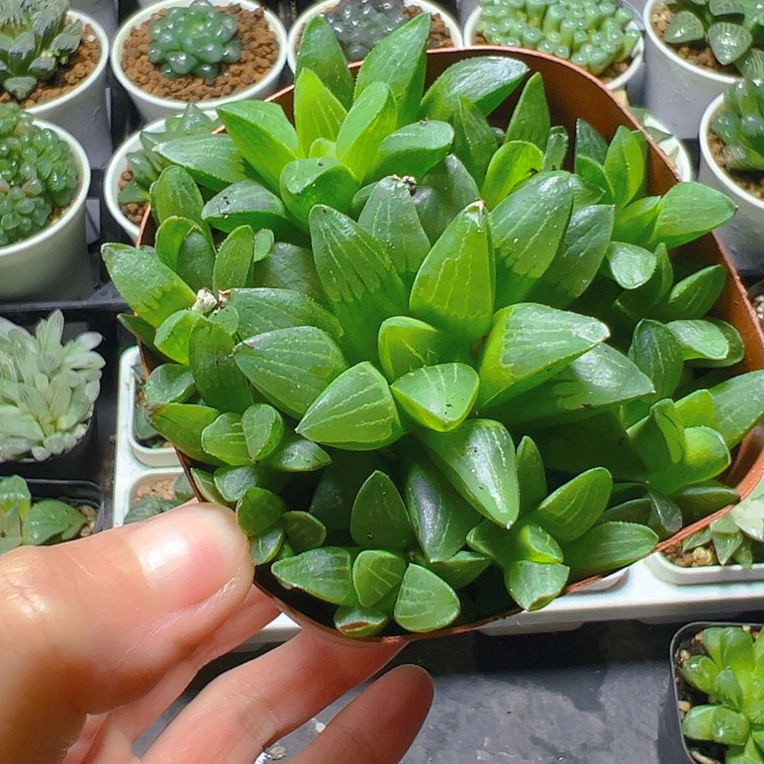 6410多肉植物一颗