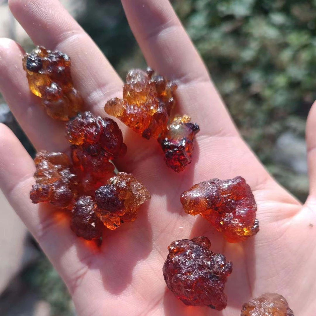 云南现收山货特产–––桃菇