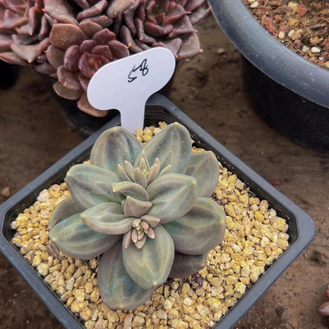 梓*1颗大小不等大小不等