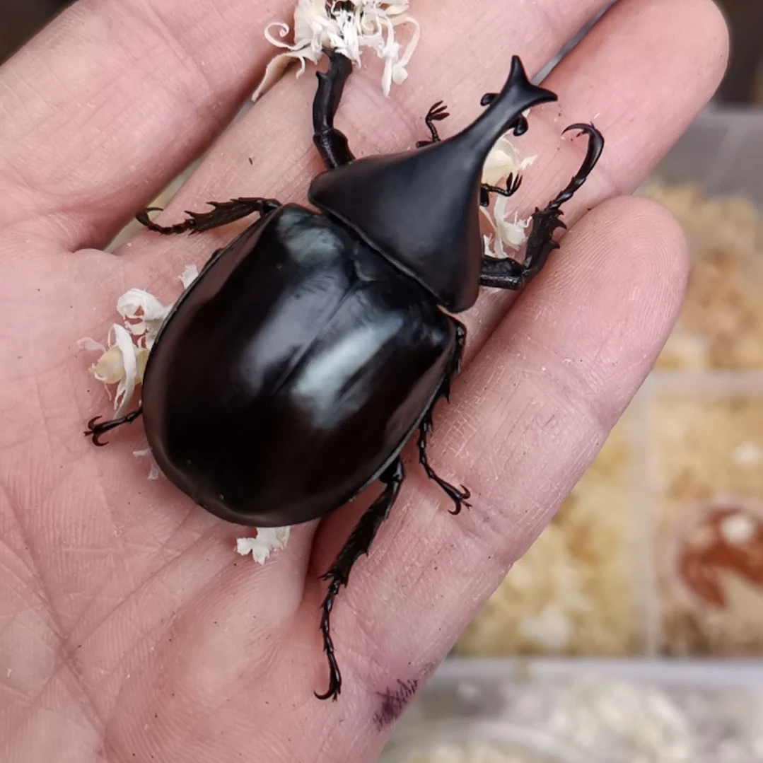 红河姬兜  大个体