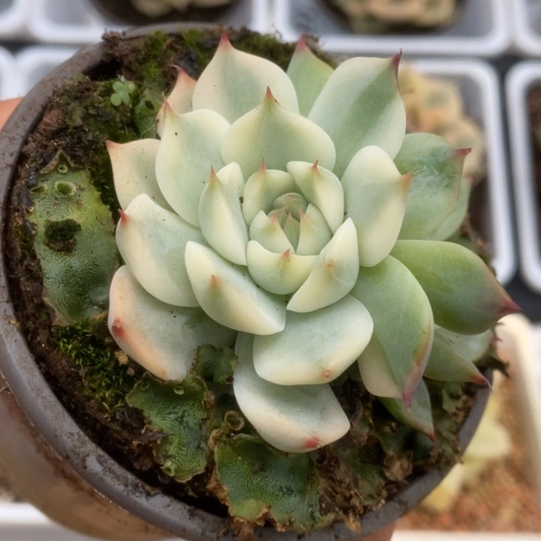 445锦锦锦锦锦锦锦锦