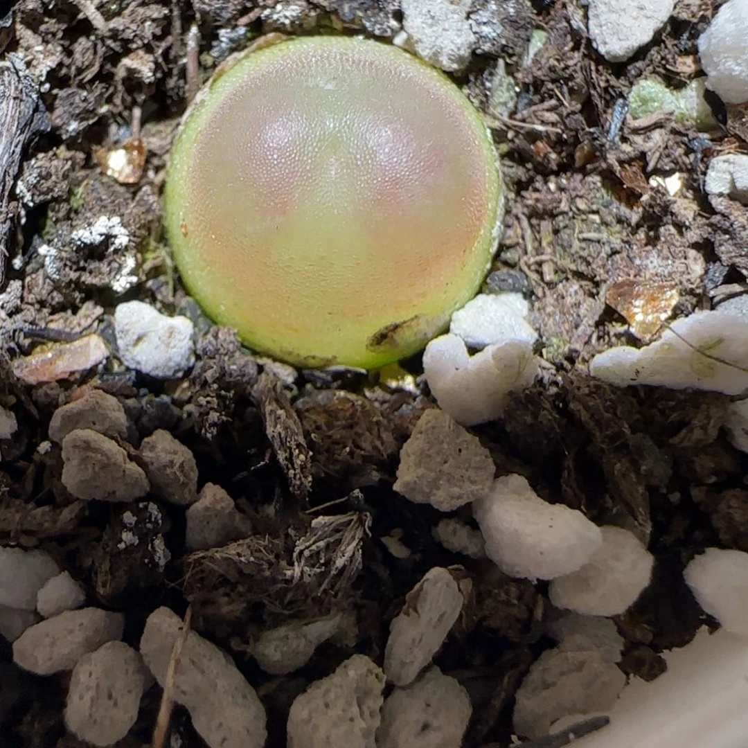 肉锥多肉植物百科-日式拉登849