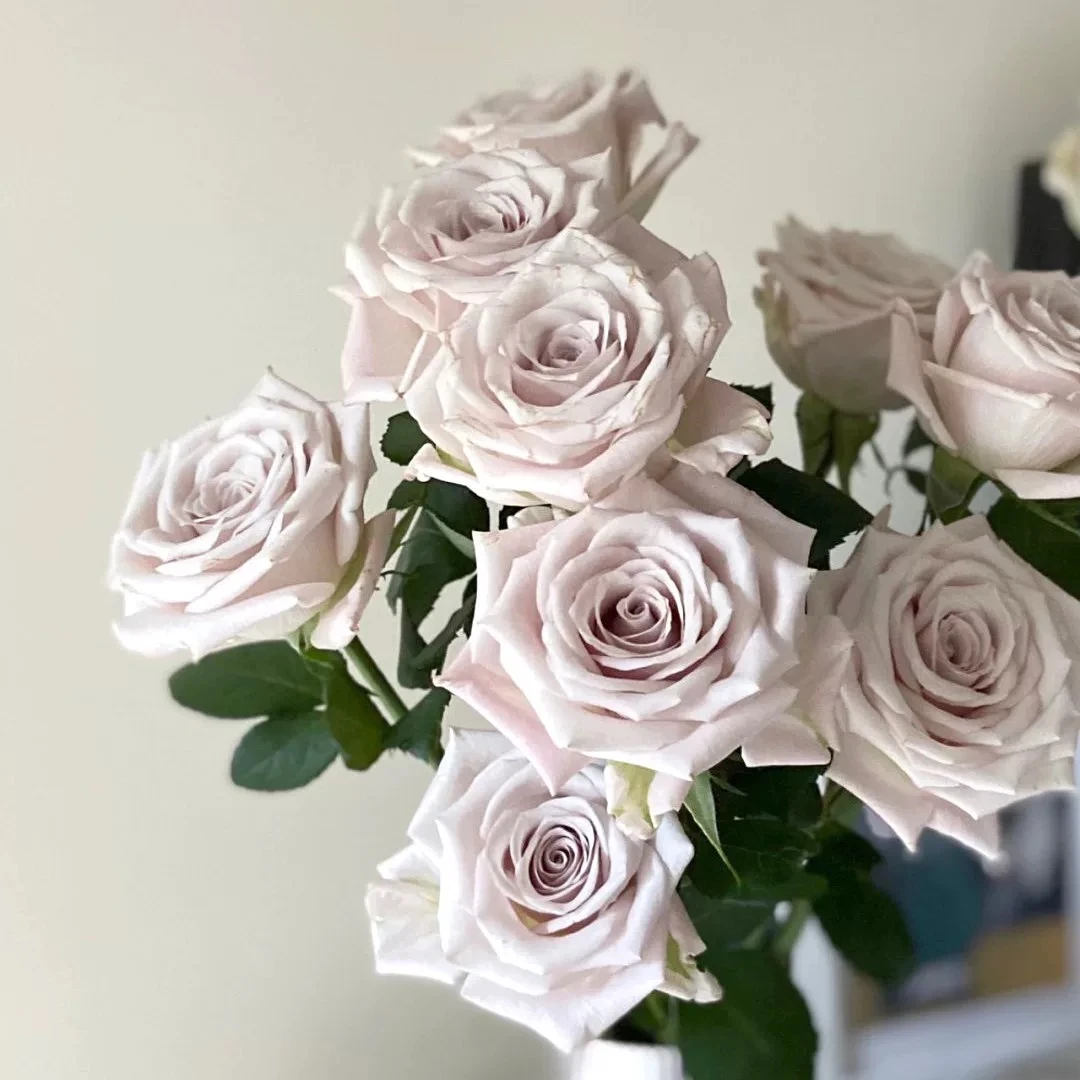 【灰色星期三】1.5米爬藤月季藤本花苗四季庭院阳台花卉盆栽地栽