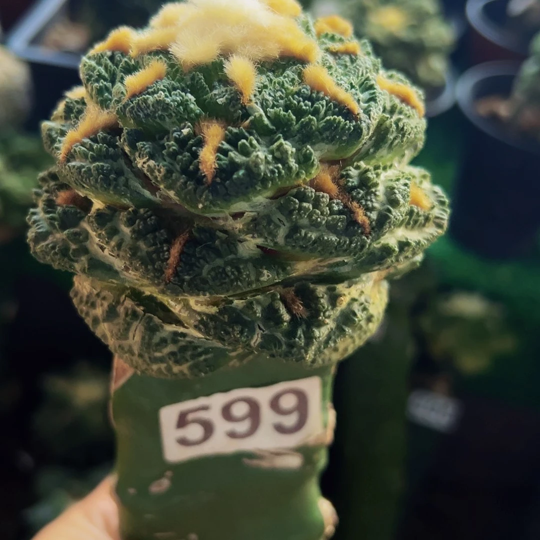 无花朵金毛老龟甲牡丹599