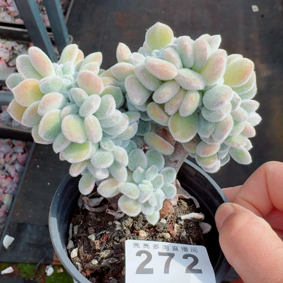 雪晃星缀化      愿你一路坦途，乘风破浪展宏图