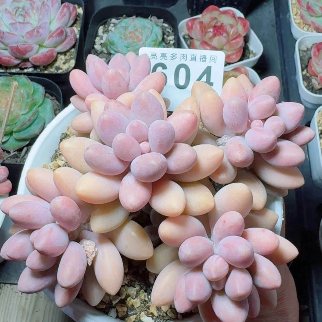 粉色恋人群生整装            精美多肉植物