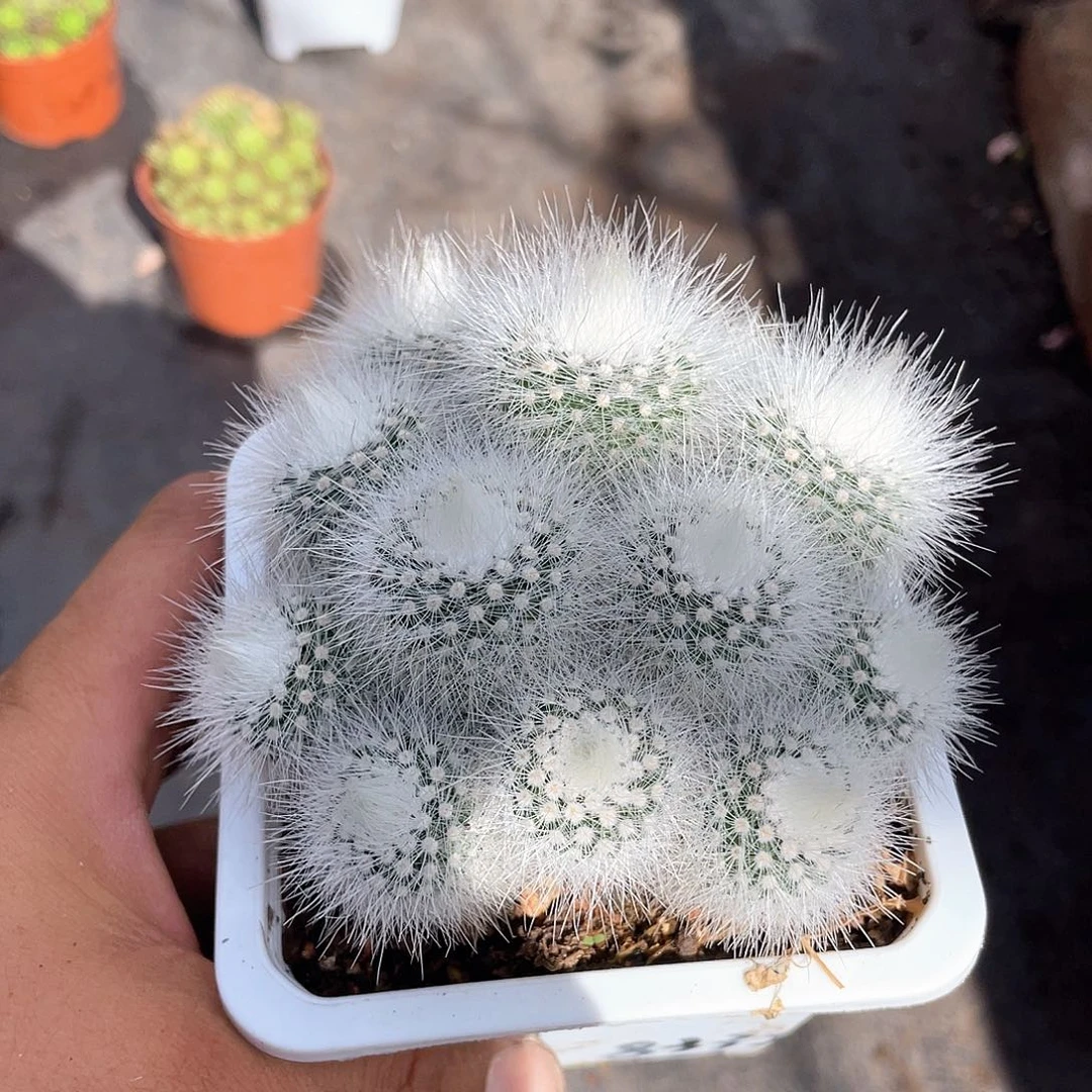 白小丁整群带盆发货