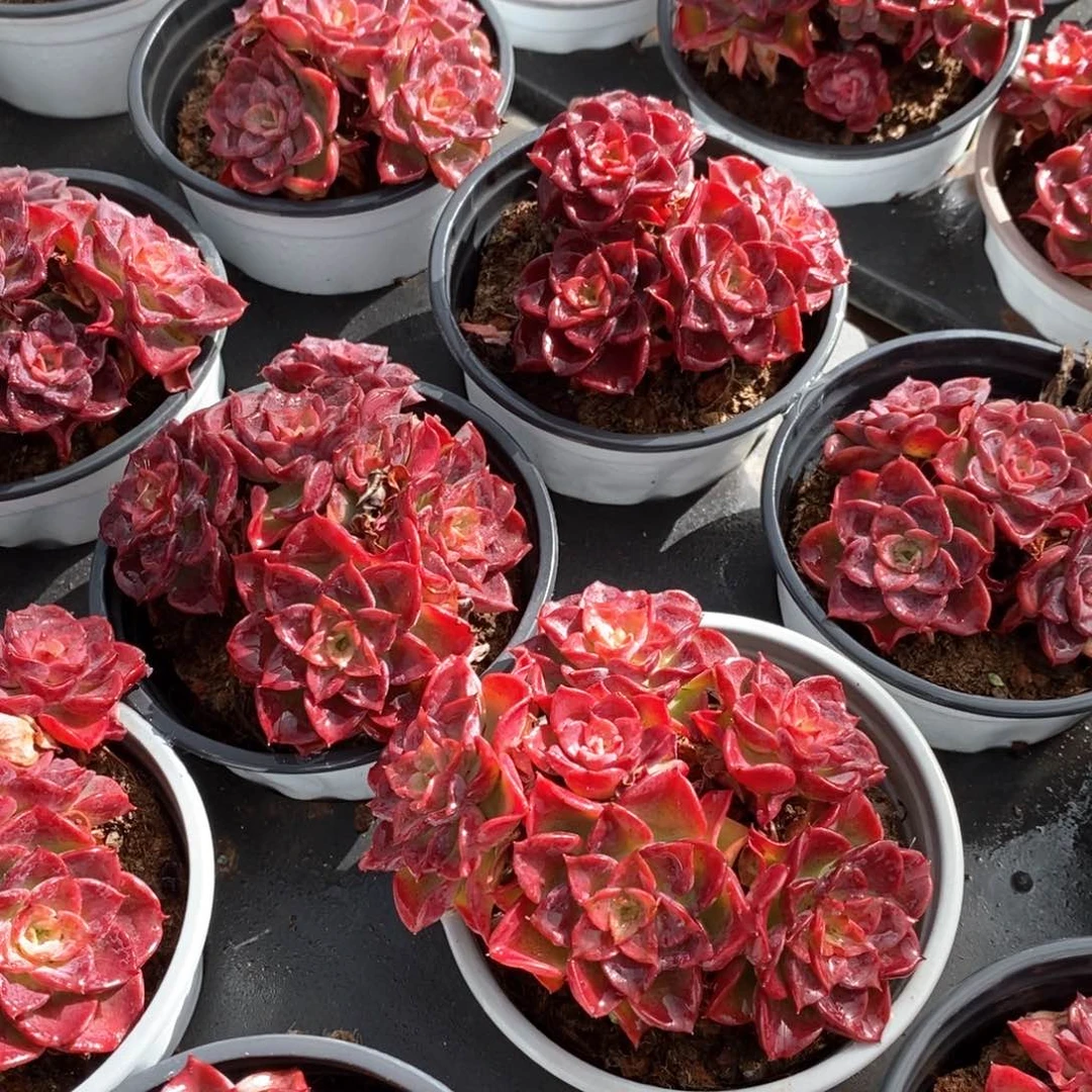 94高贵群生 四头起 福利多多