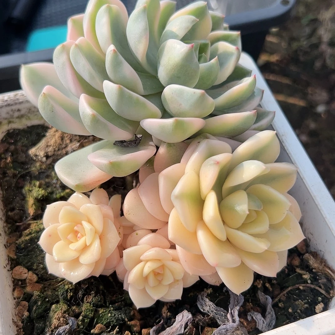 红粉佳人锦底座，介意慎拍