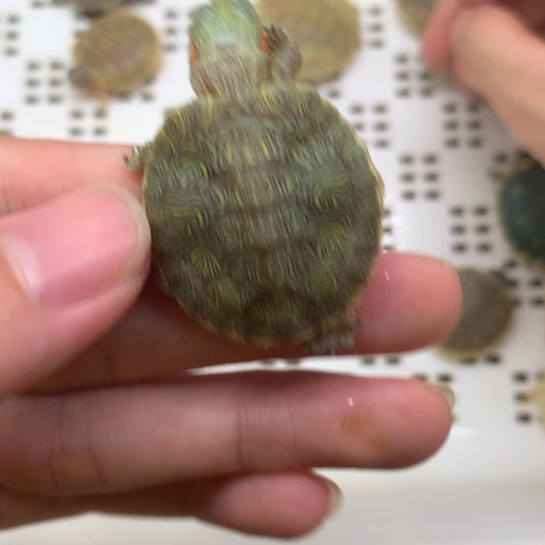 不分公母巴西彩龟