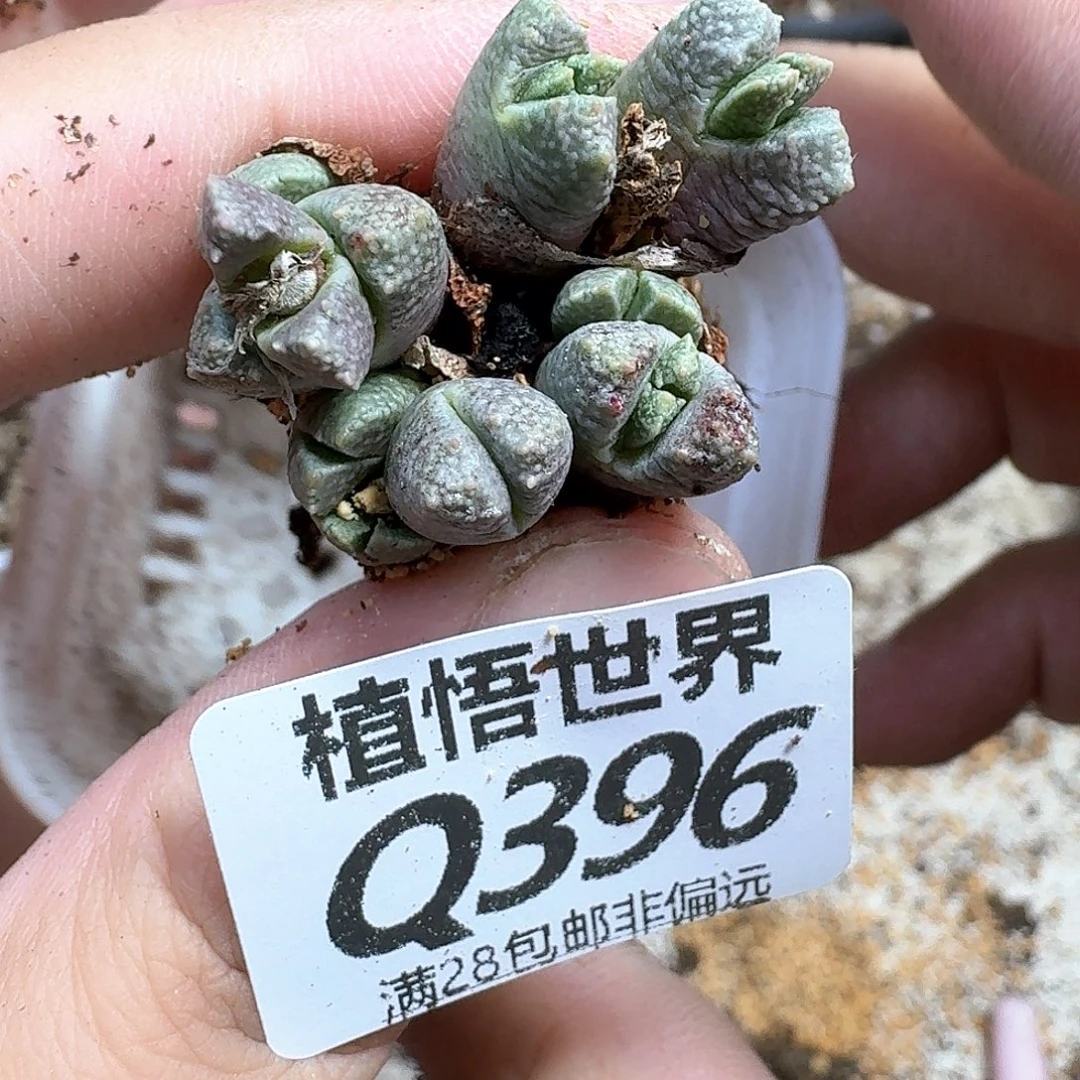 多肉植物的润泽nmm