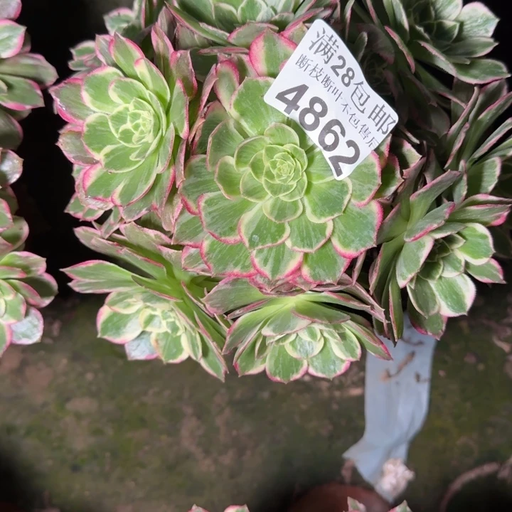 4862水蜜桃不包断枝