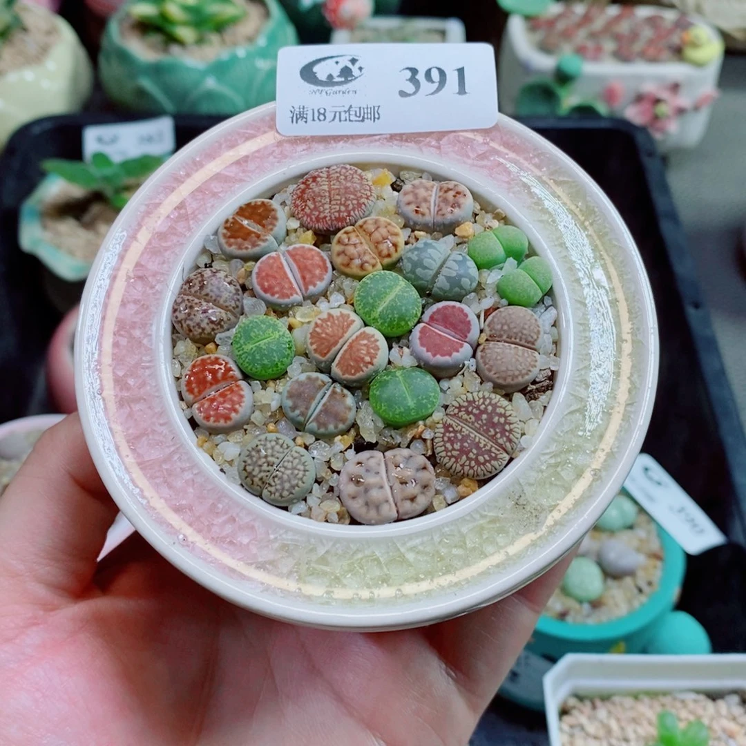 生石花花花花花花391