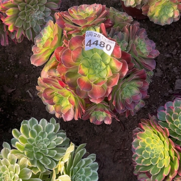 4480韶华多肉植物