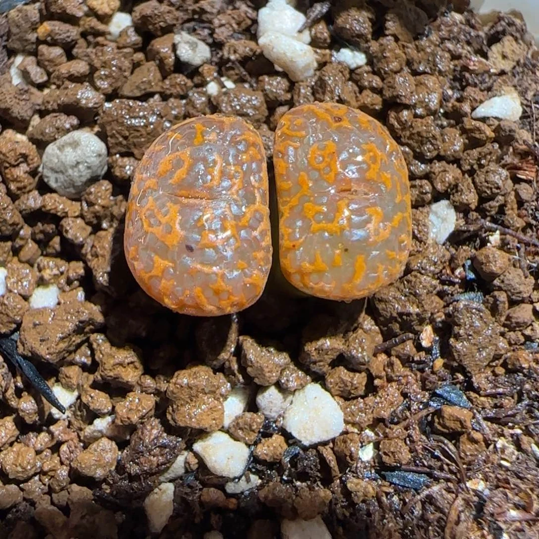 肉锥多肉植物组合-K勋90