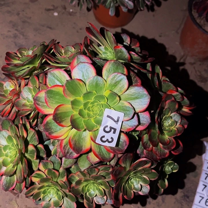 753黄金万两多肉植物处理不售后