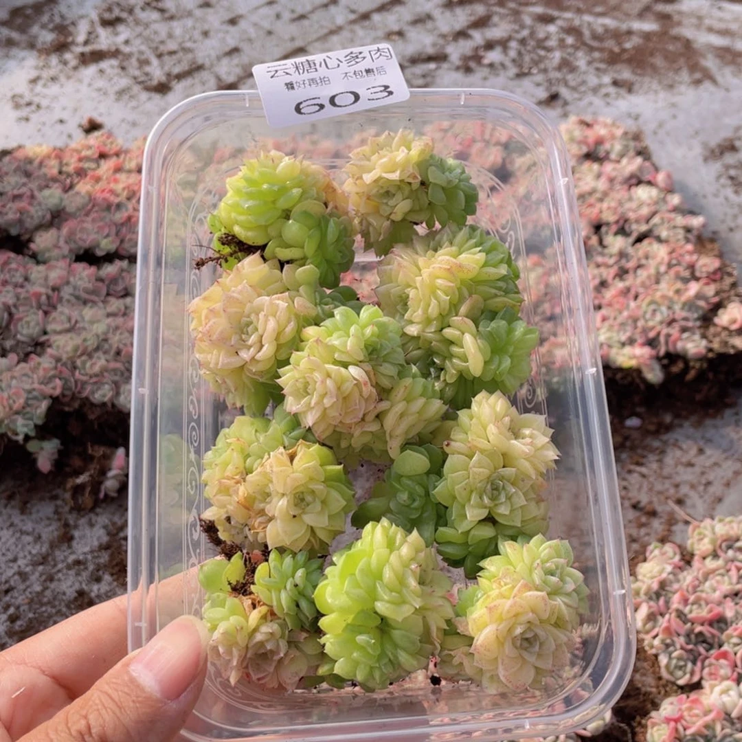 云糖心多肉植物603