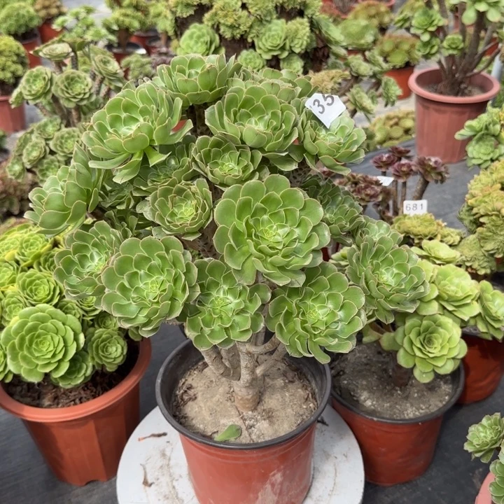 春***天多肉葡萄的味道735