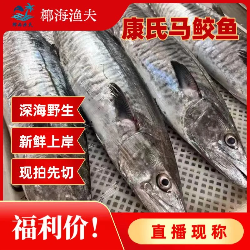12斤【康氏马鲛鱼】深海野生 急冻锁鲜