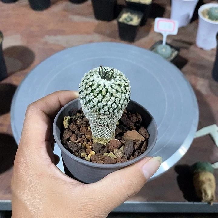 看****处精巧殿实生脱土发货