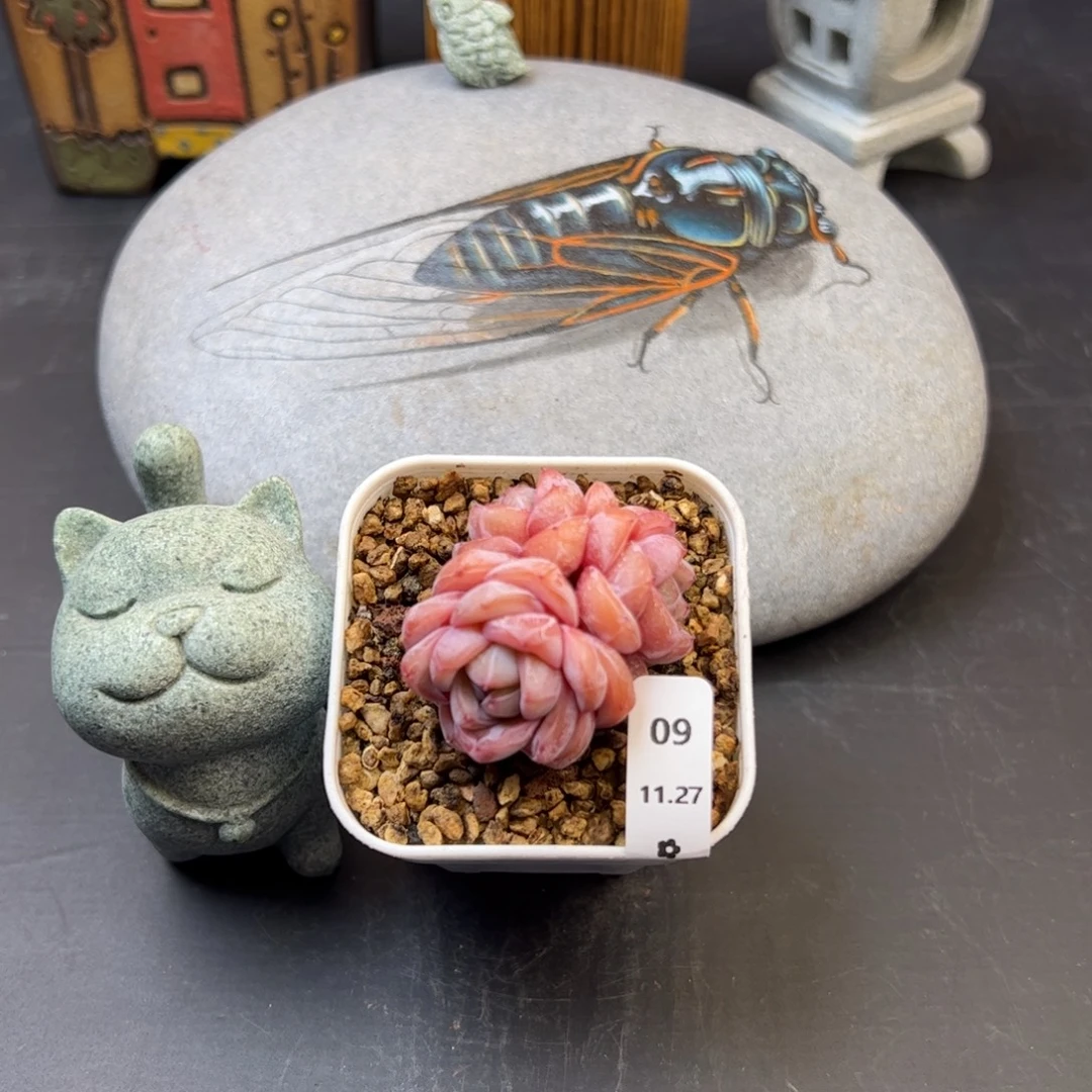 好好看09、哈哈哈哈哈