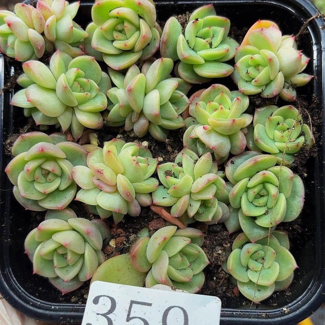 多肉植物多肉植物359