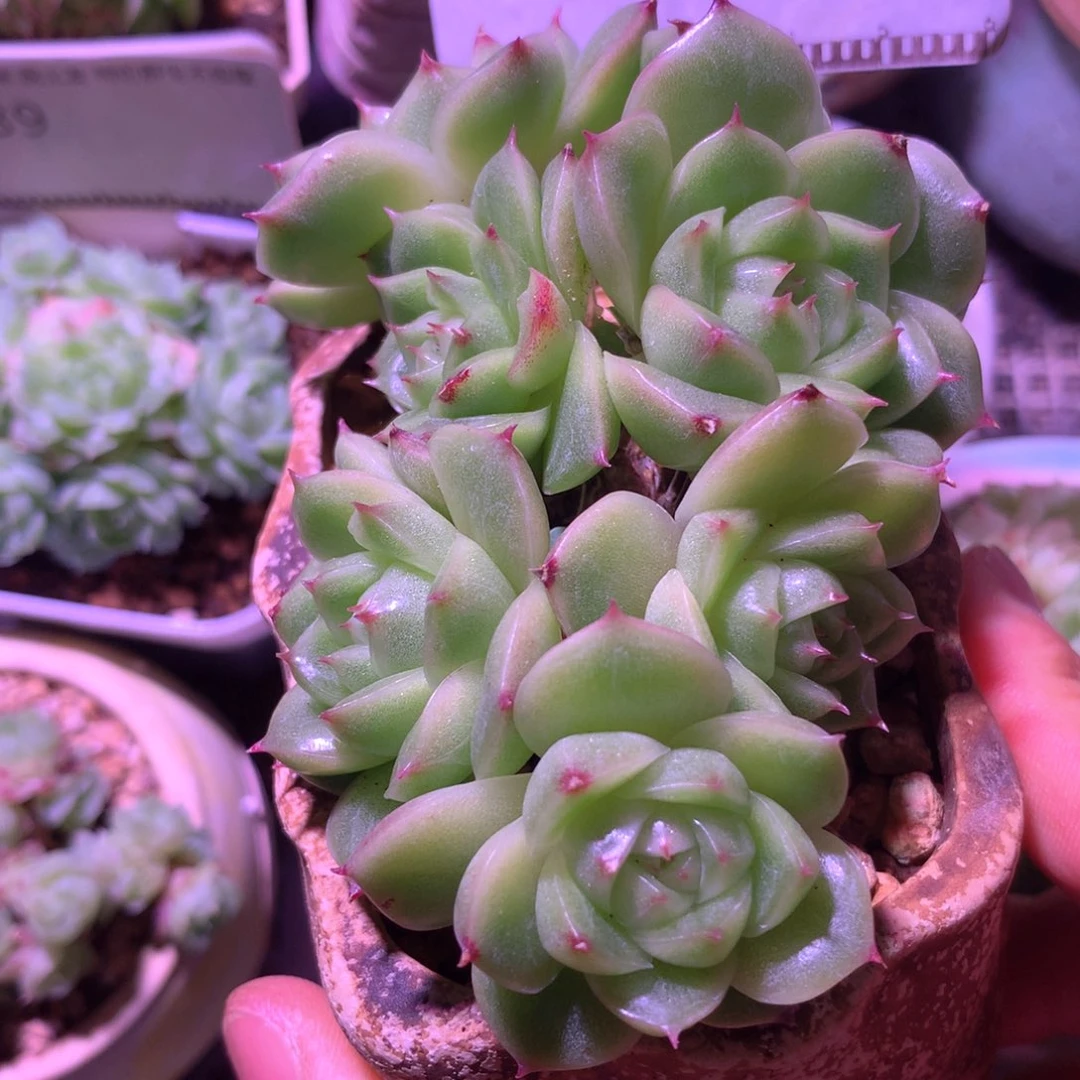 麦秆老桩自然群多肉