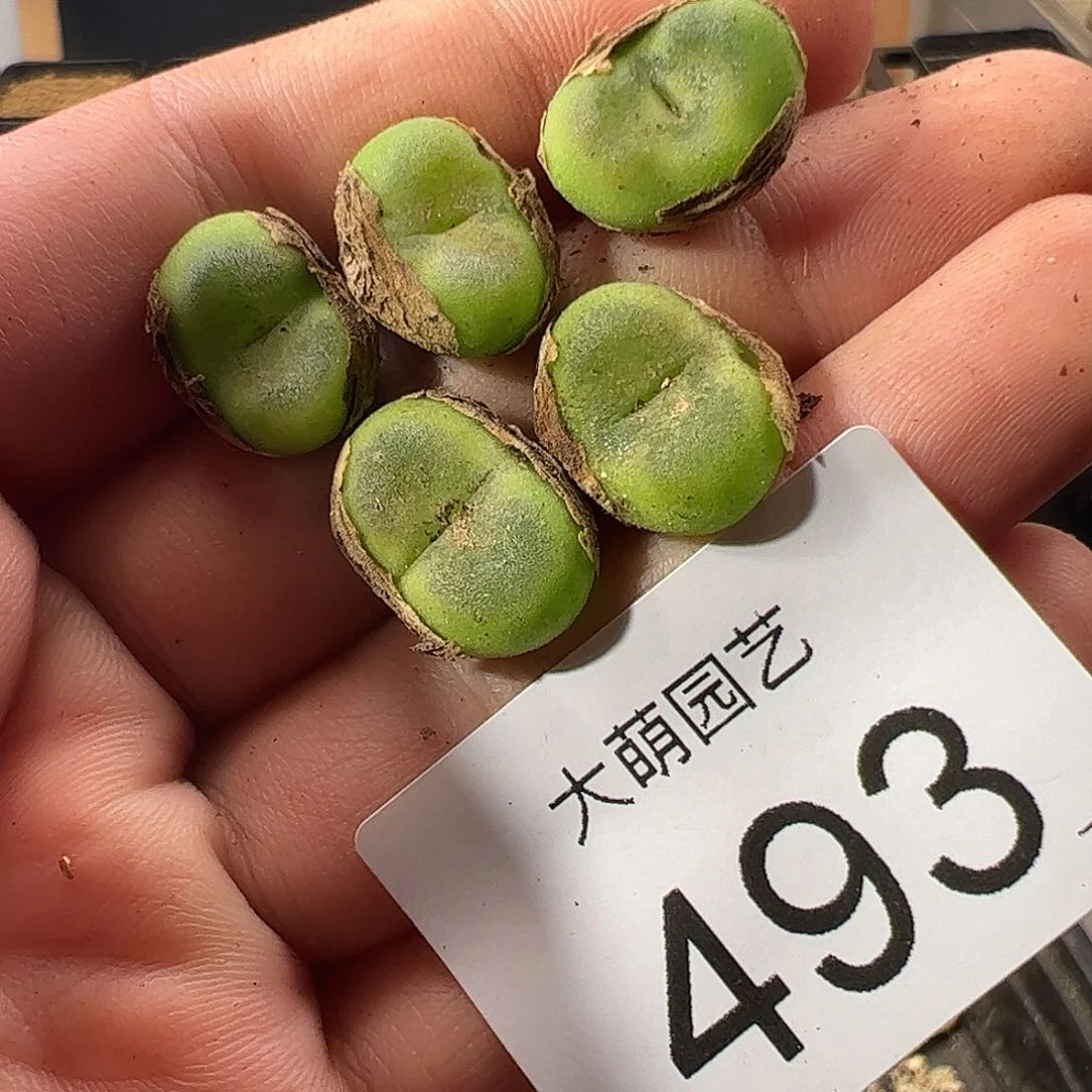 0000493 一物一拍脱土发