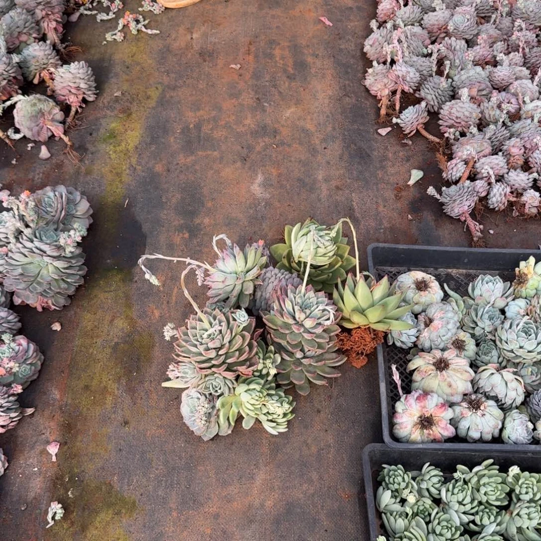 六号箱子发货四个品种量拍19-12