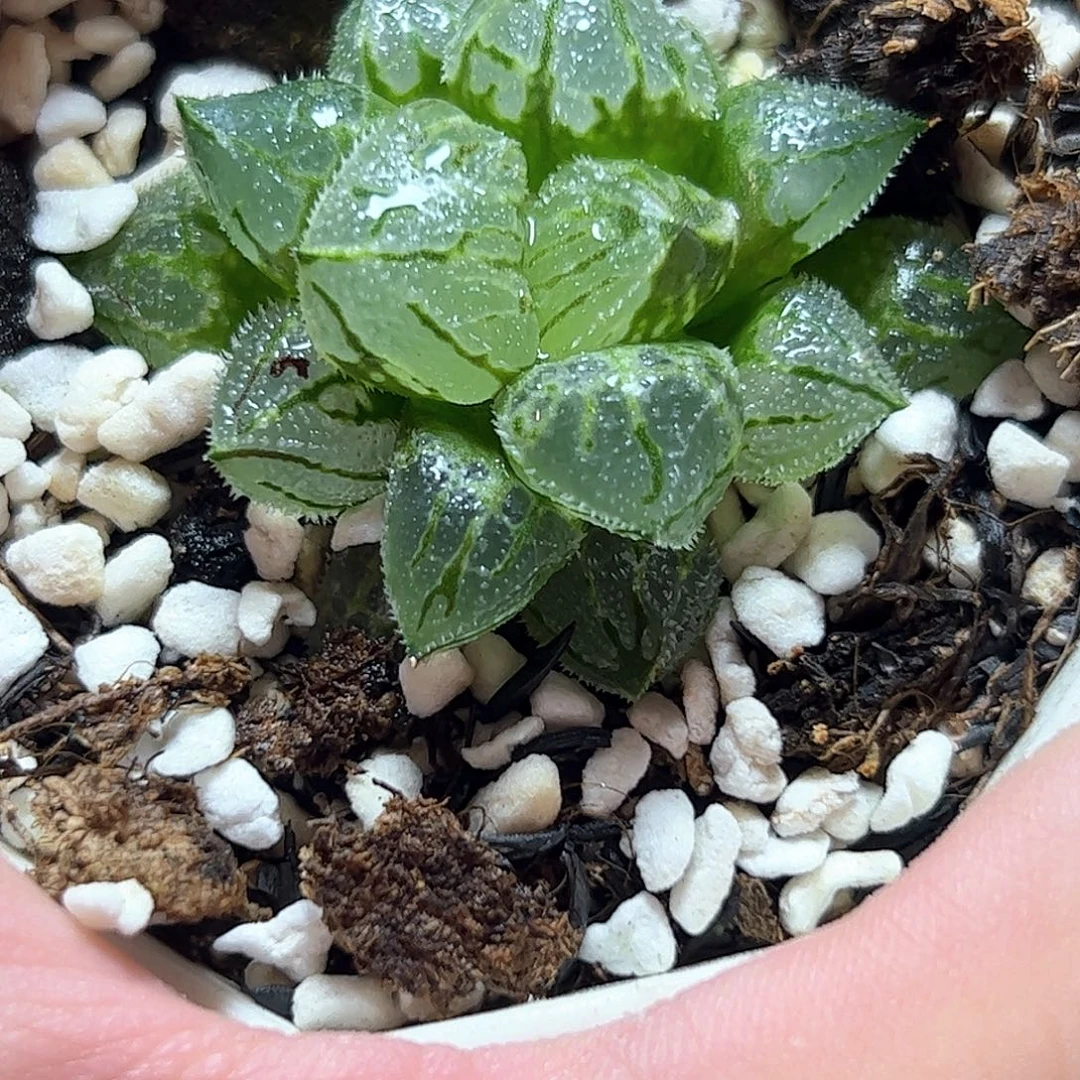 冰魁巨大化十二卷多肉植物满