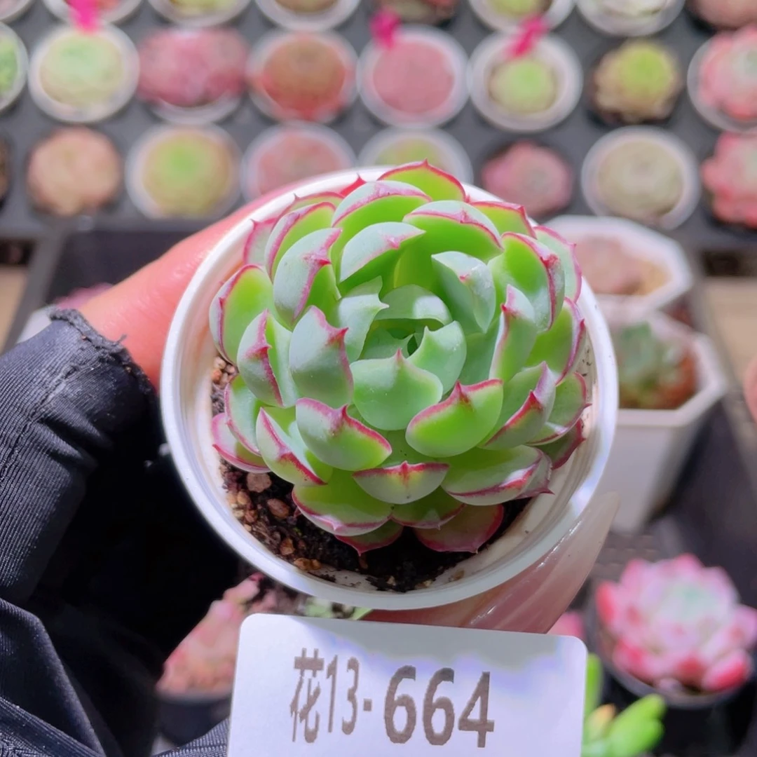 花利美13-664桃花雨