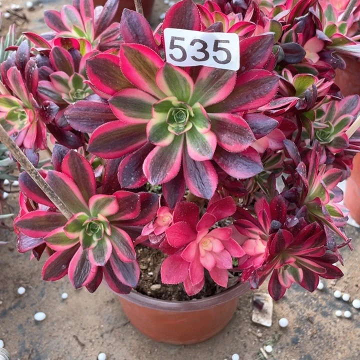 535多肉植物美杜莎有砍