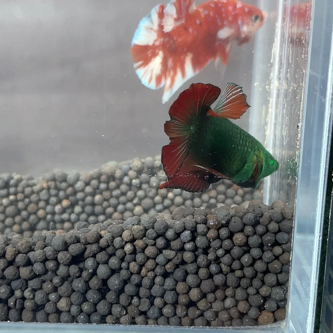 斗鱼不包邮首单补10运2