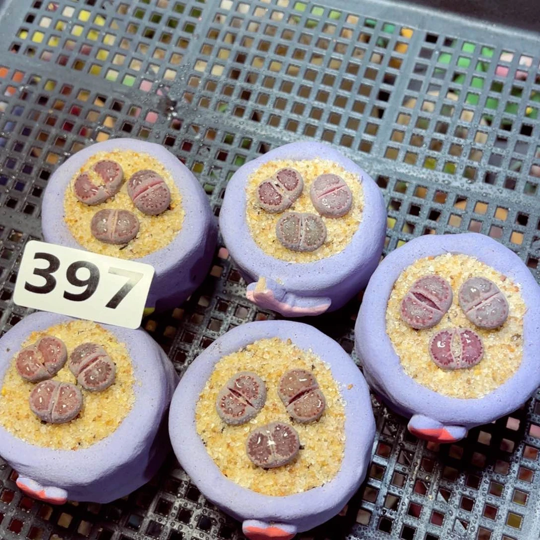 397生石花带盆发每单一盆