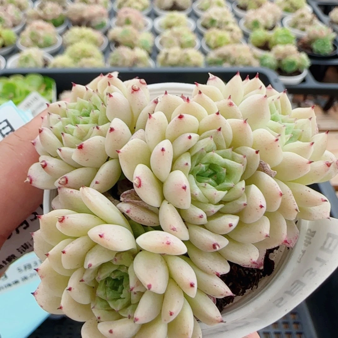 花语逸镜0531-142散