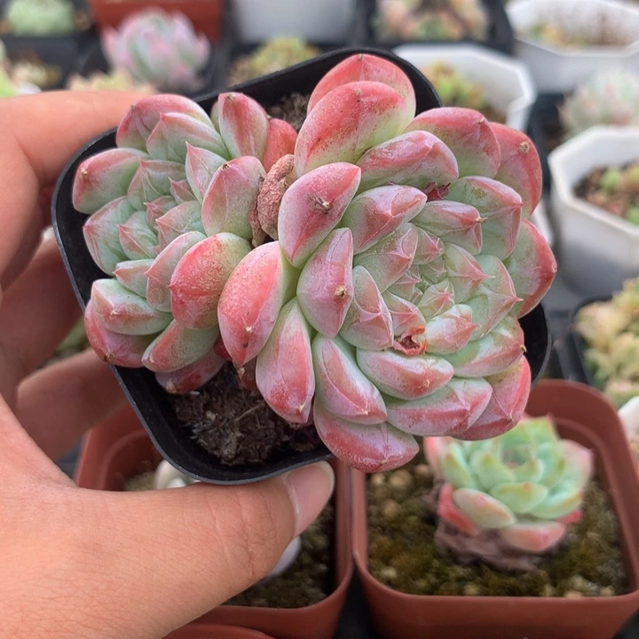 精控白桃汽水多肉
